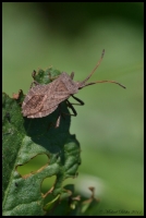 plostice