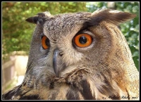 bubo