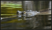 gavial